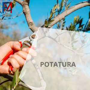 Potatura