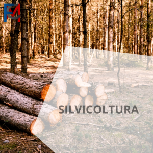 Silvicoltura